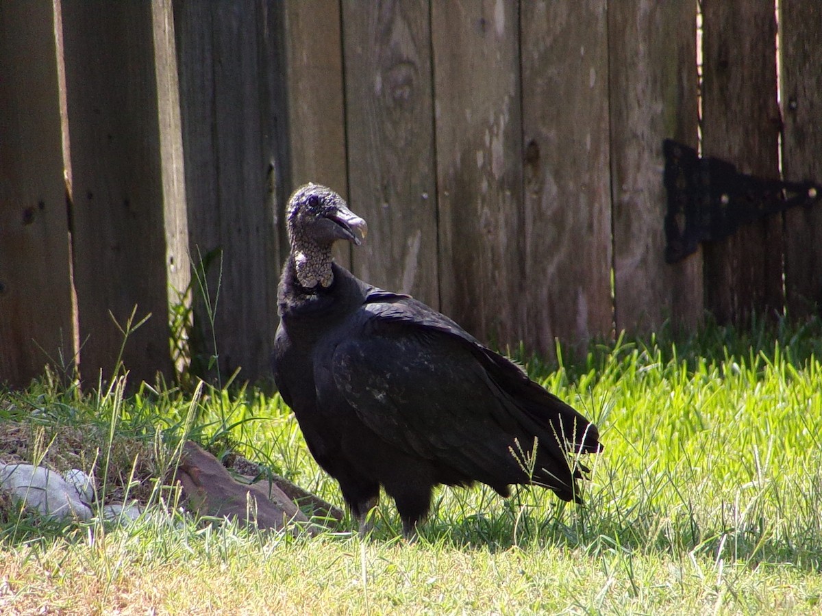 Black Vulture - ML642112637