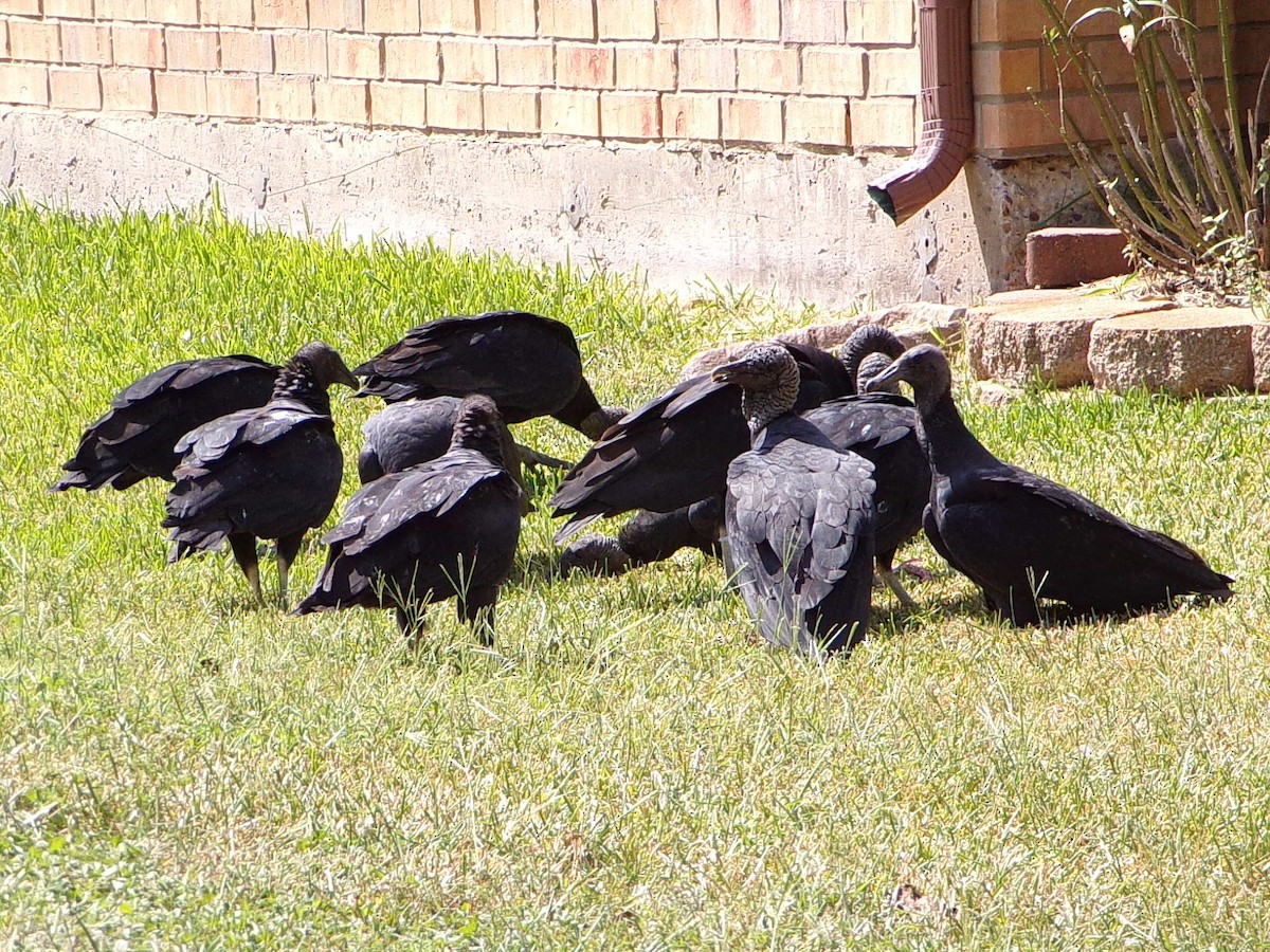 Black Vulture - ML642112638