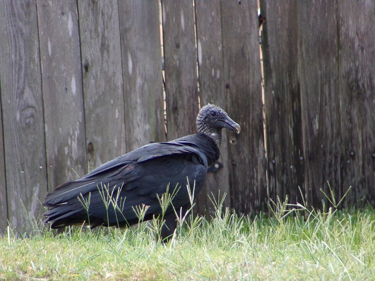 Black Vulture - ML642112639