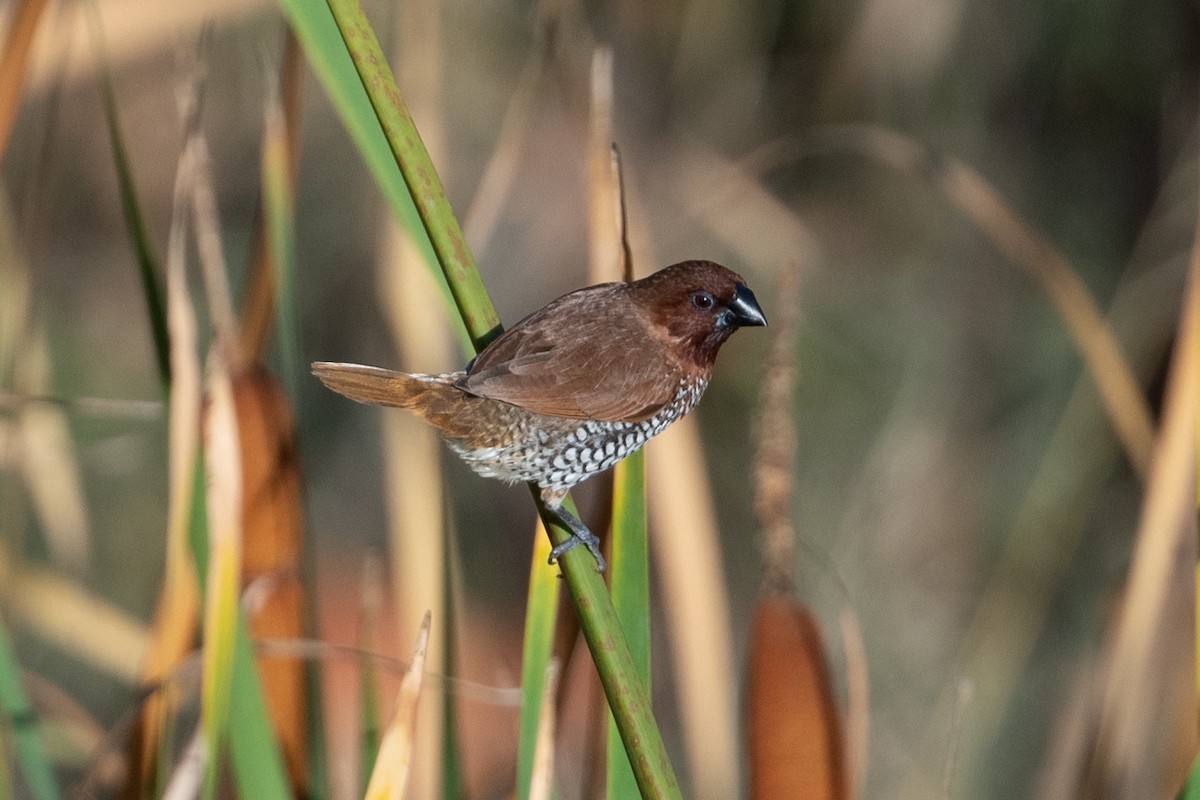 Scaly-breasted Munia - ML642112652