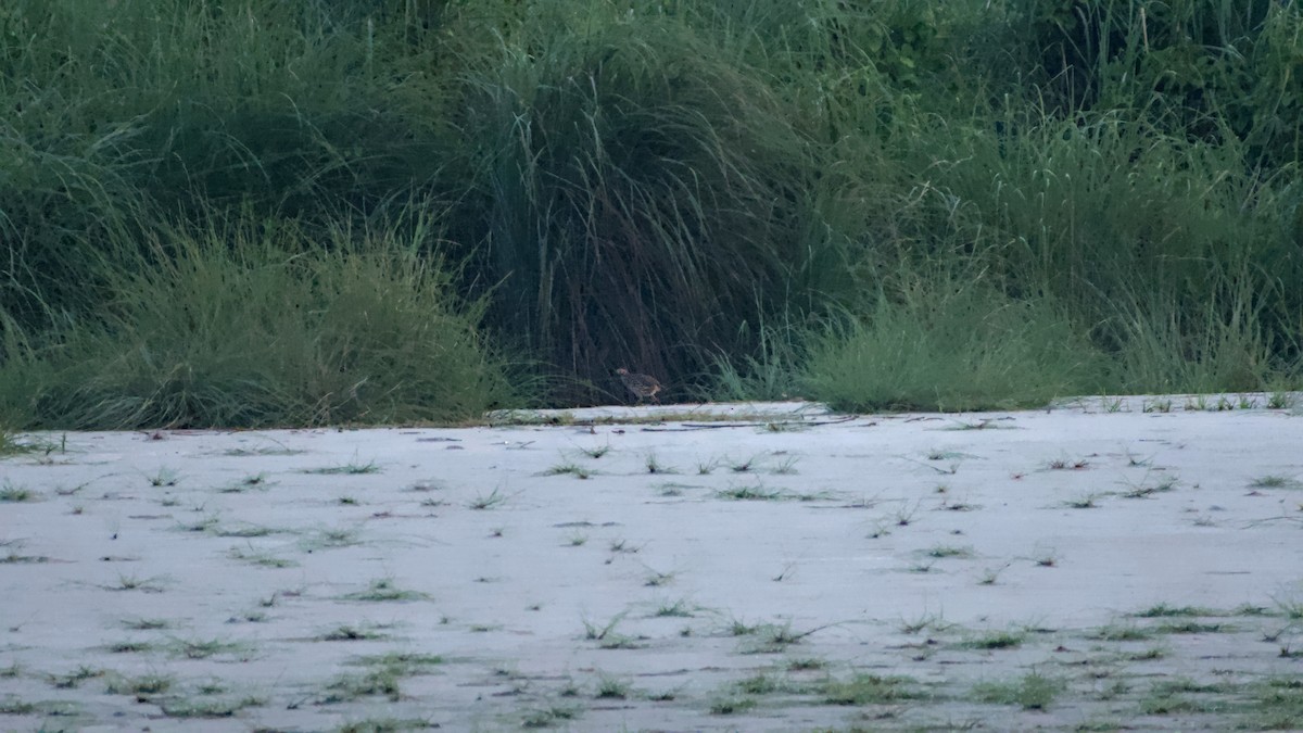 Swamp Francolin - ML642112654