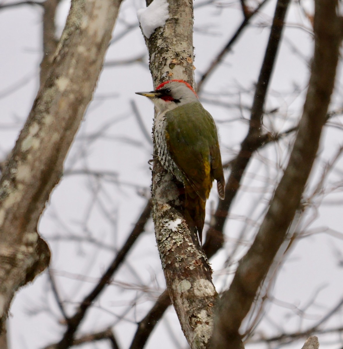 Japanese Woodpecker - ML642112659