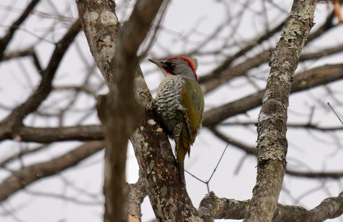 Japanese Woodpecker - ML642112660