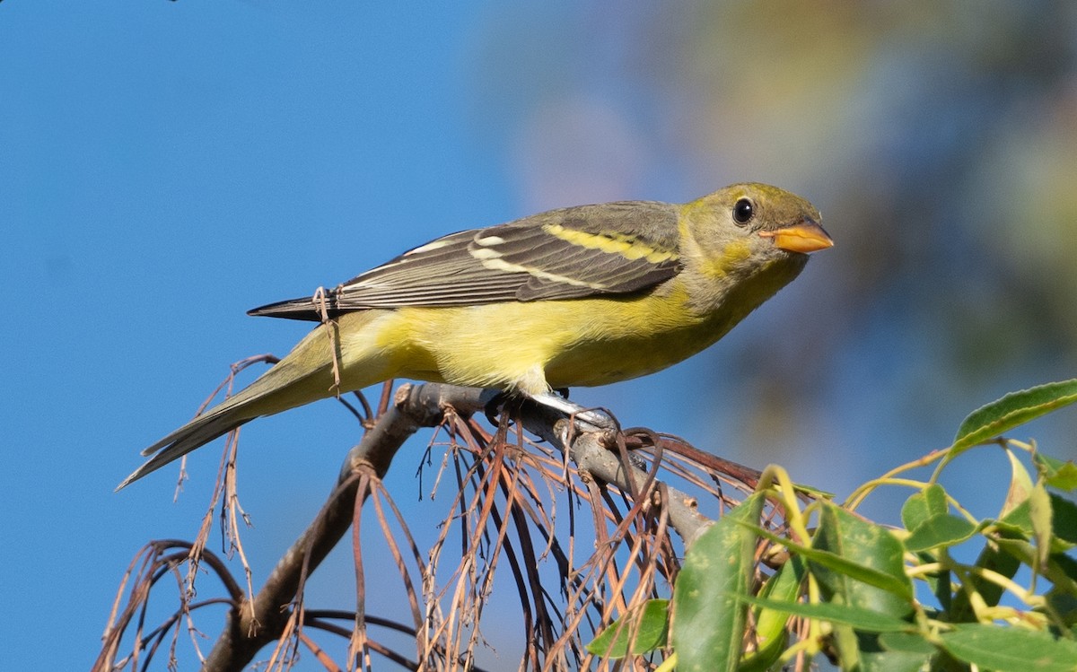 Western Tanager - ML642112666