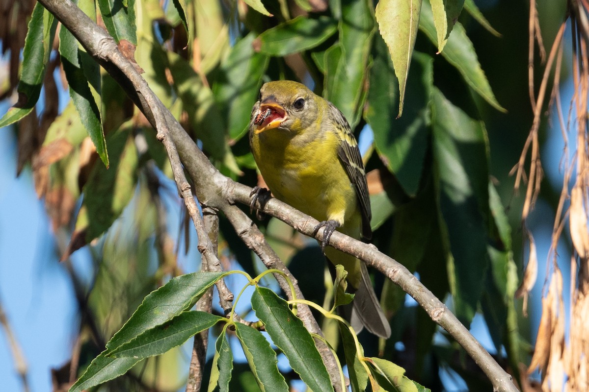Western Tanager - ML642112667