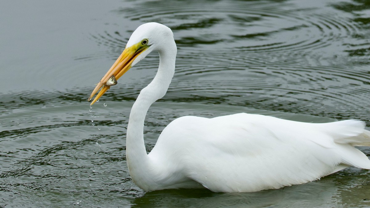 Great Egret - ML642112676