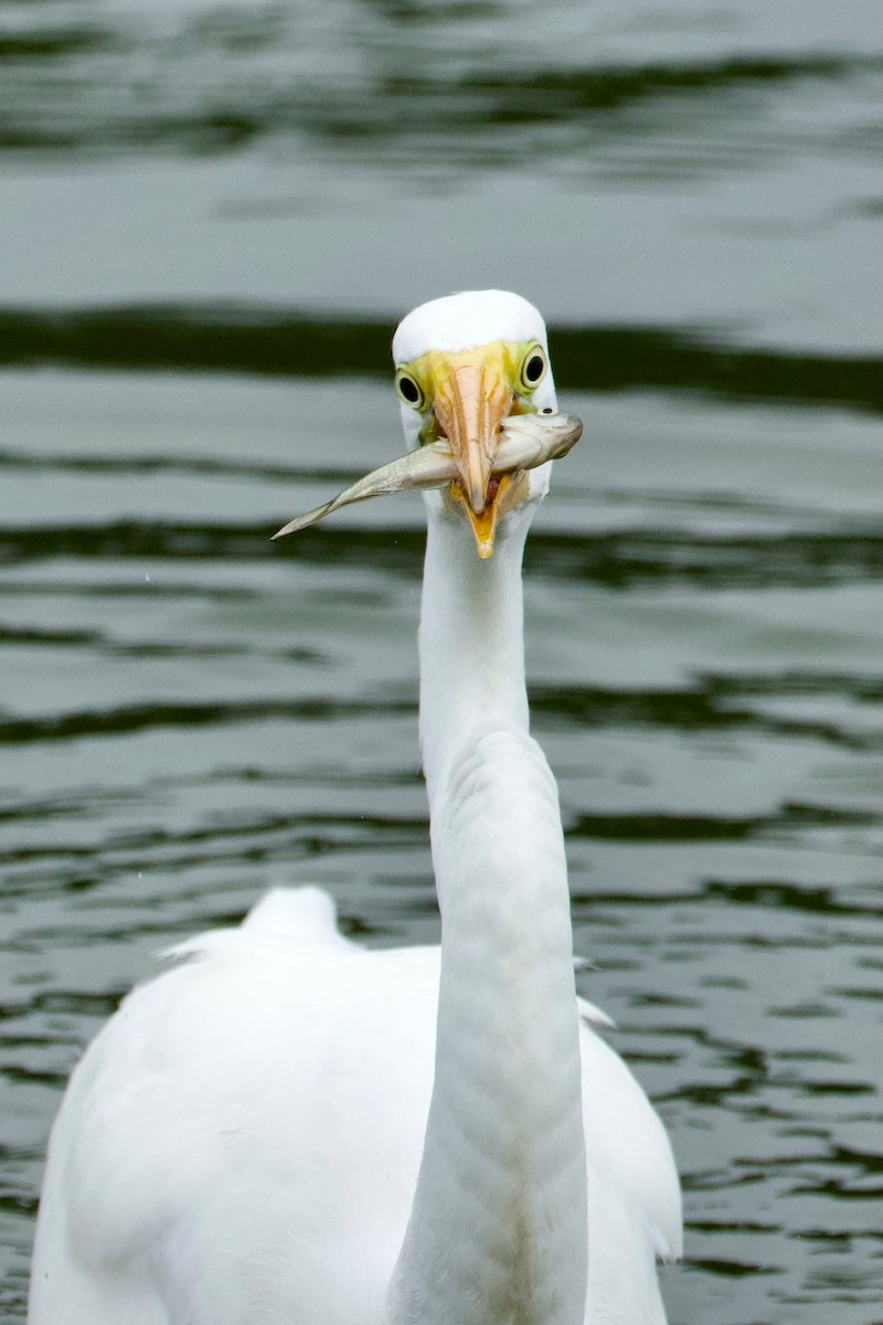 Great Egret - ML642112677