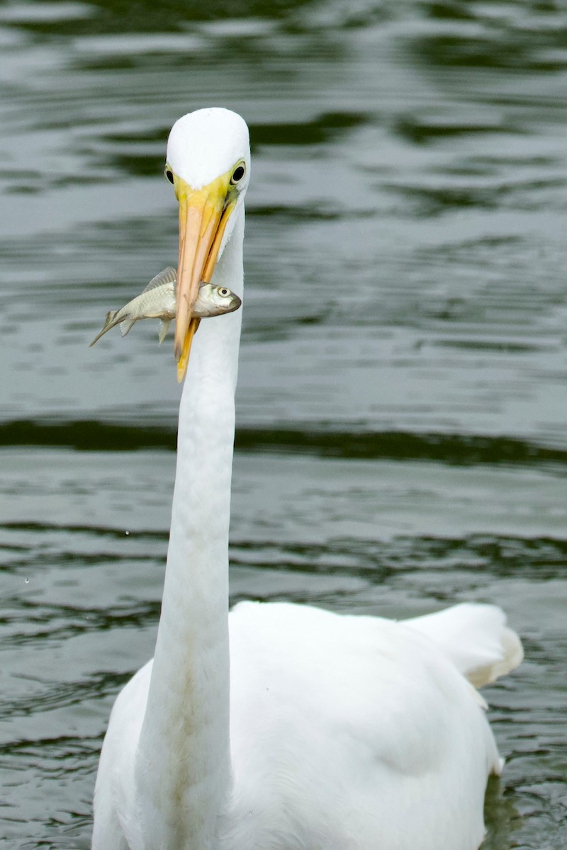 Great Egret - ML642112678