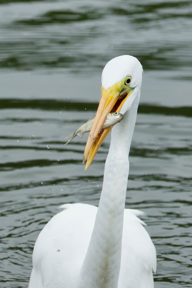 Great Egret - ML642112679