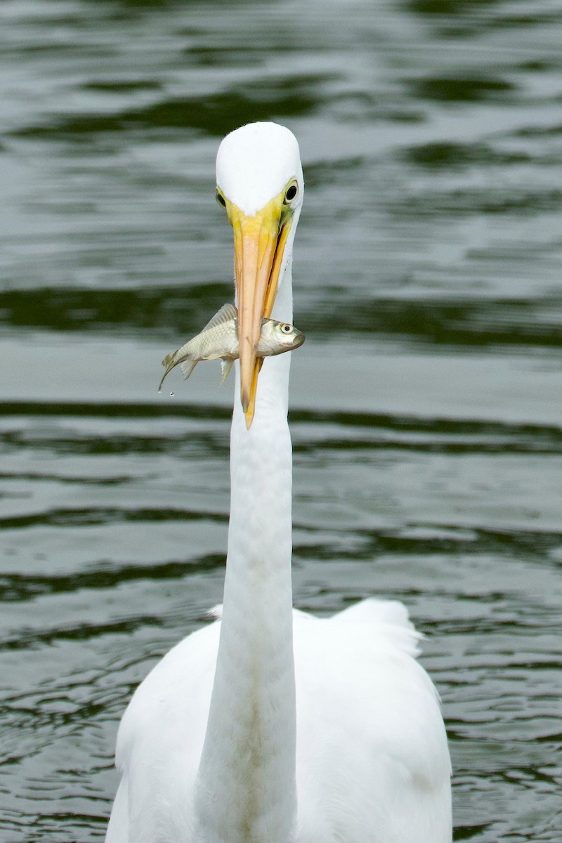 Great Egret - ML642112680