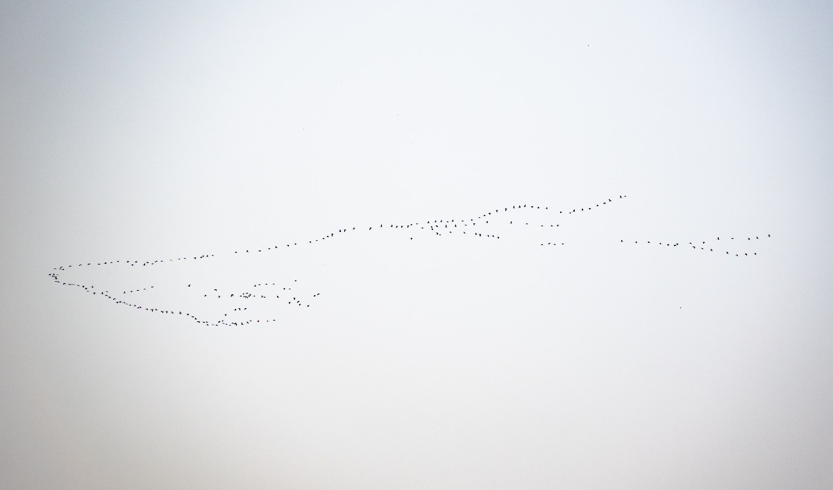 Demoiselle Crane - ML642112685