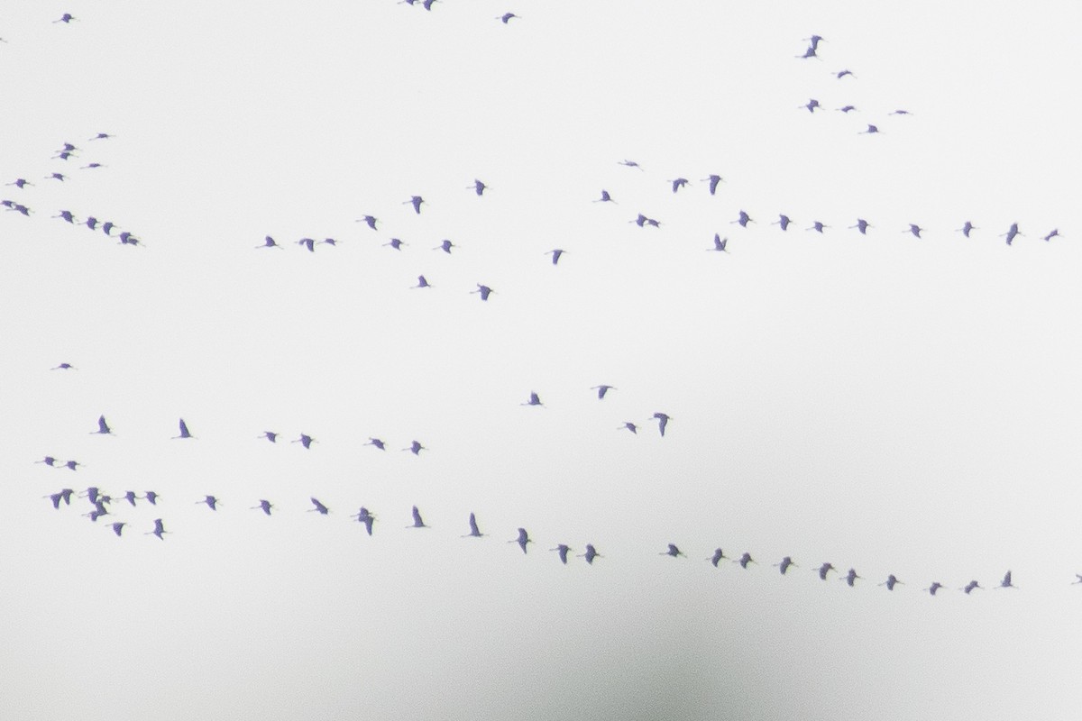 Demoiselle Crane - ML642112686