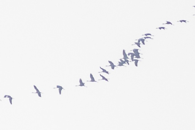 Demoiselle Crane - ML642112687