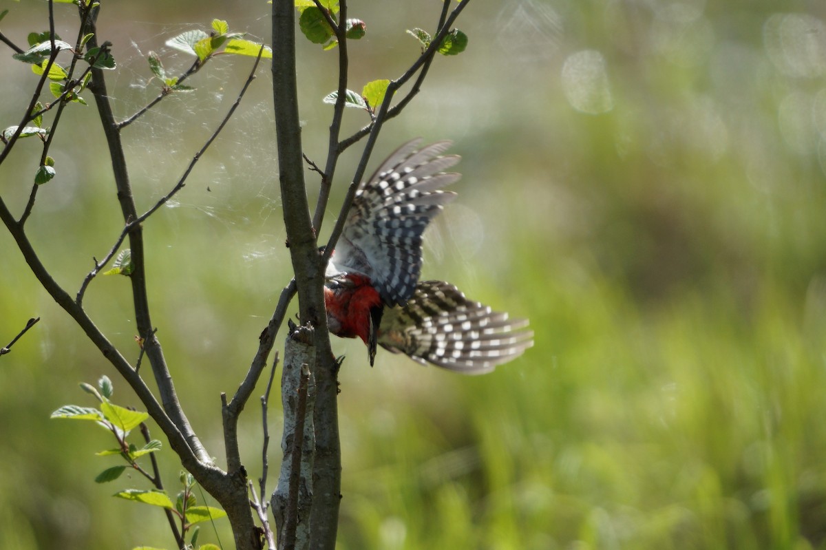 Orman Alaca Ağaçkakanı - ML642112689