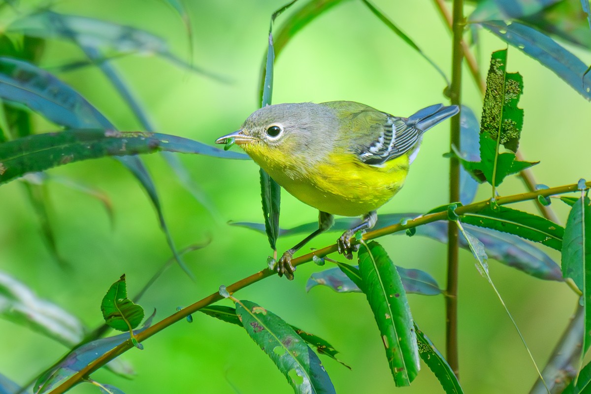 Magnolia Warbler - ML642112698