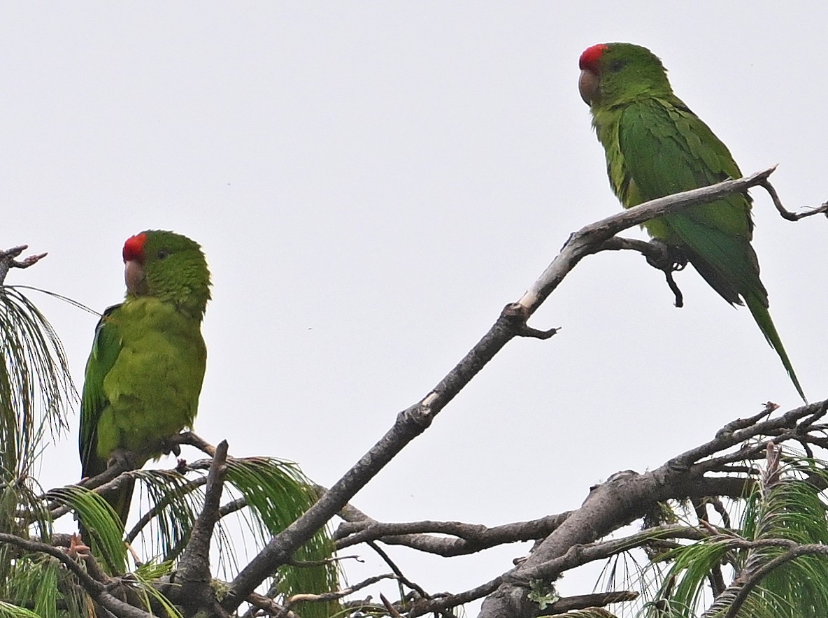 Conure de Wagler - ML642112708