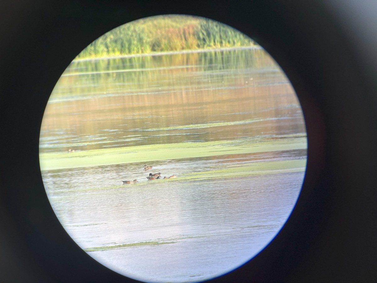 American Wigeon - ML642112717