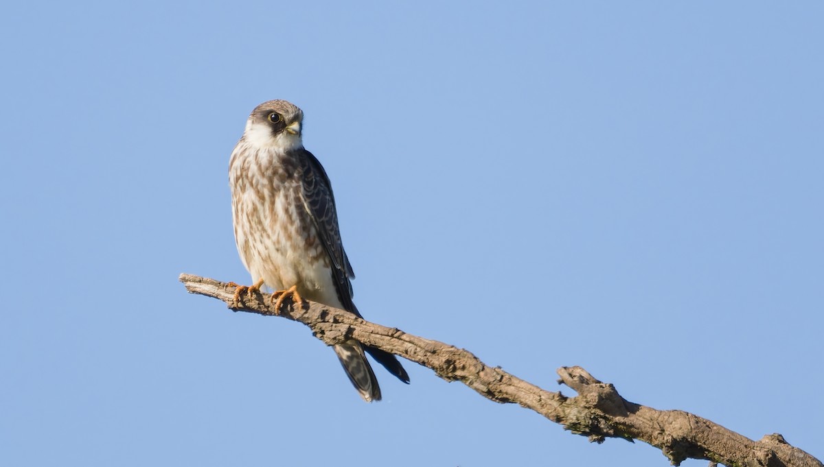 Red-footed Falcon - ML642112720