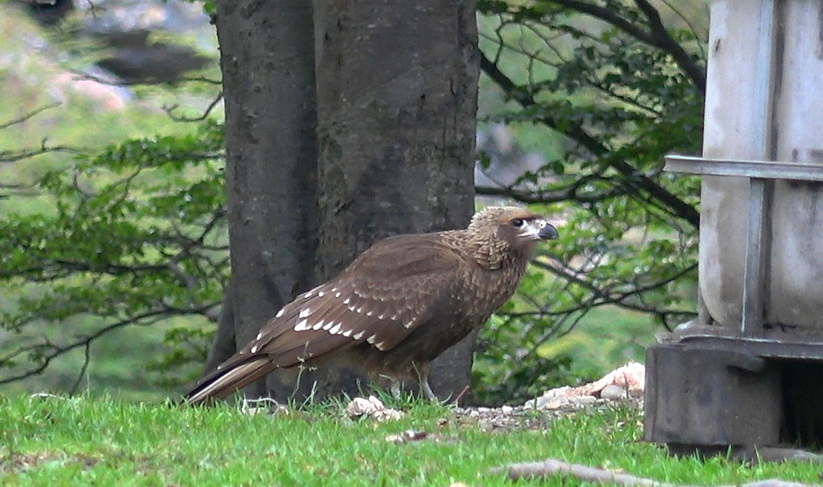 White-throated Caracara - ML642112728