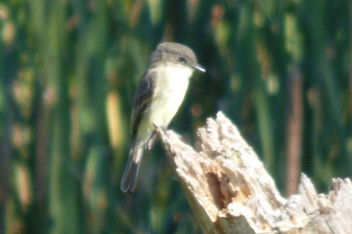 Eastern Phoebe - ML642112733