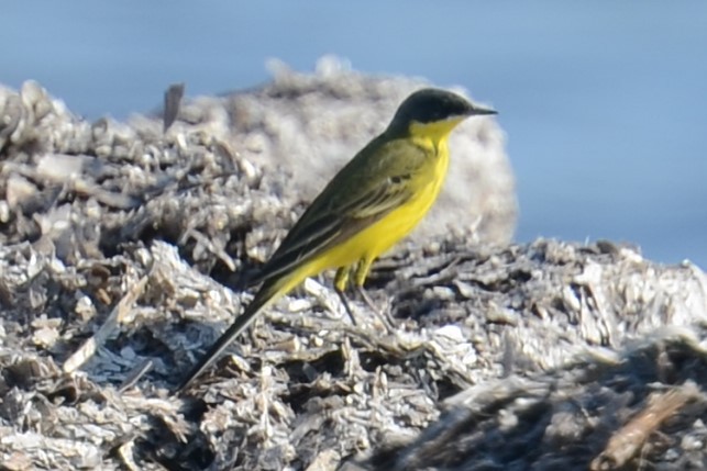 Western Yellow Wagtail (thunbergi) - ML642112735