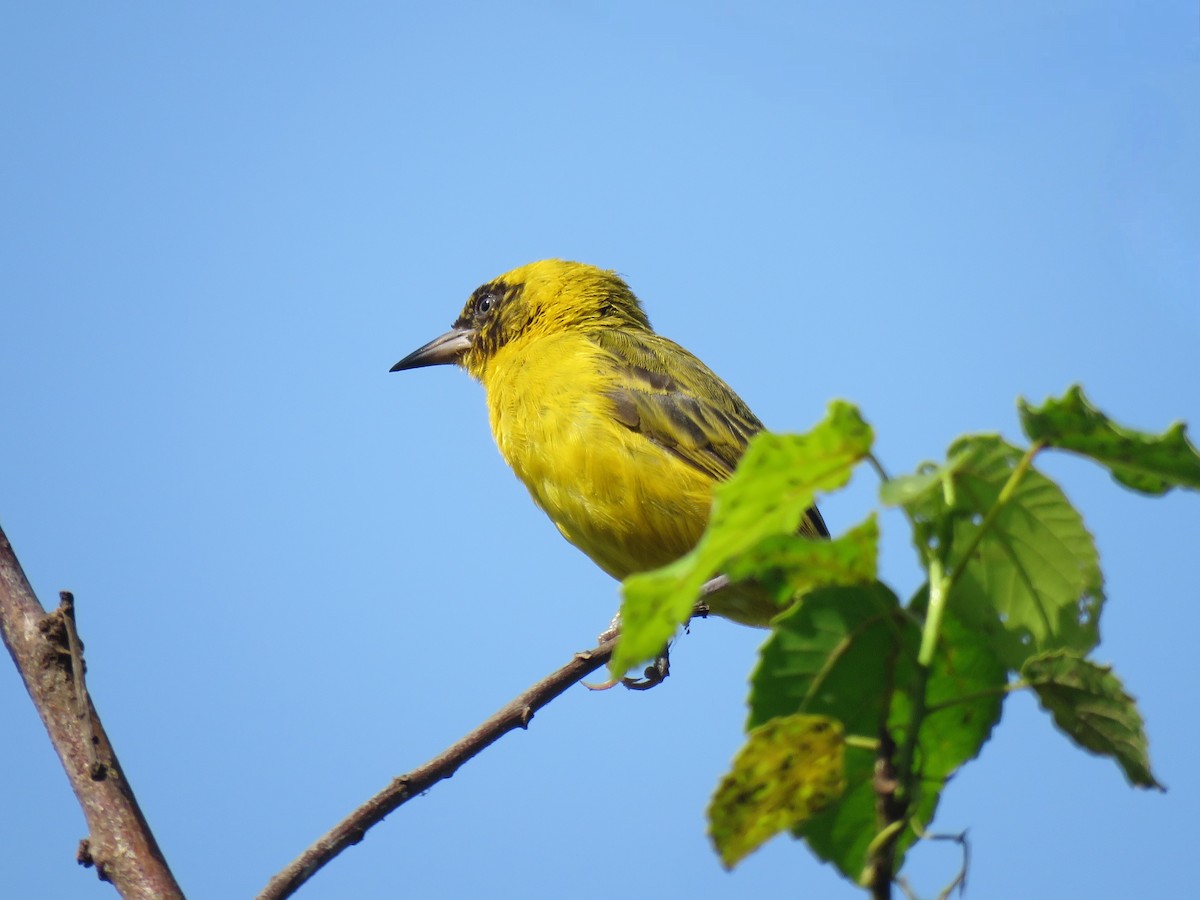 Slender-billed Weaver - ML642112740