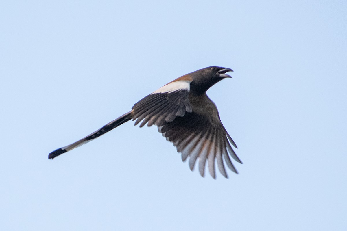 Rufous Treepie - ML642112741