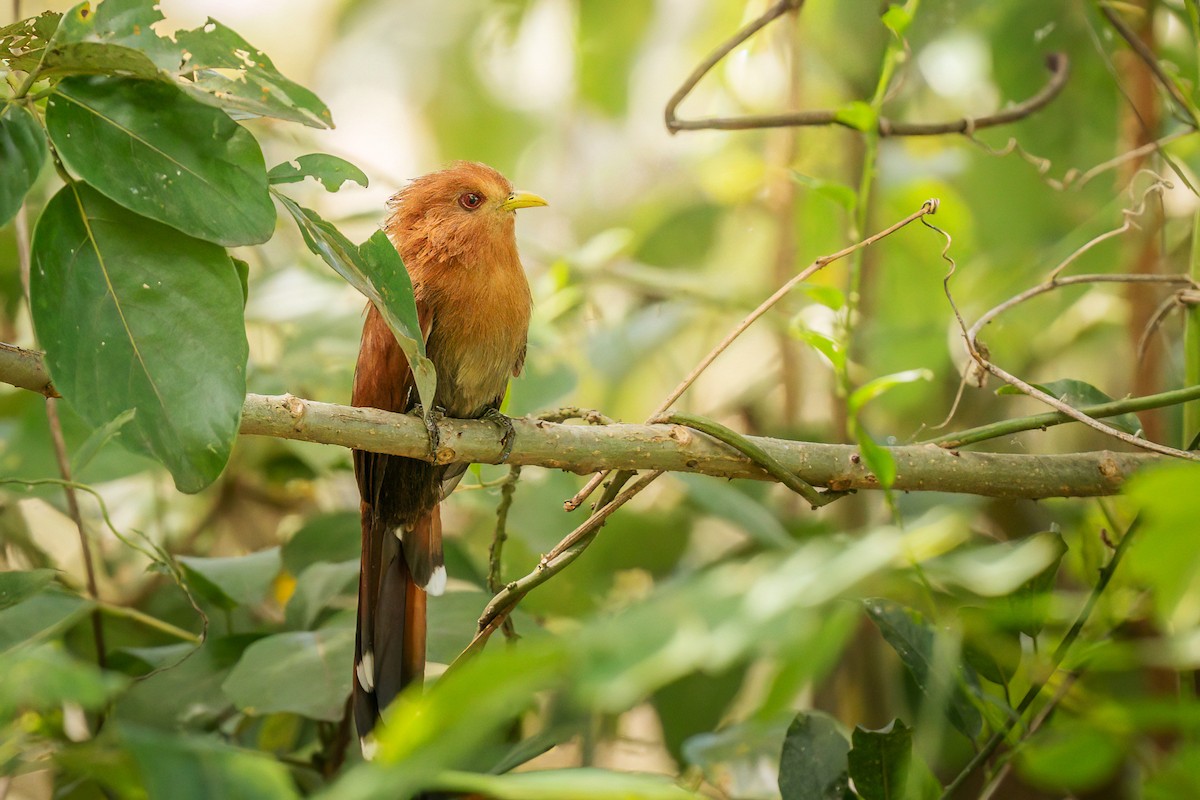 Little Cuckoo - ML642112742