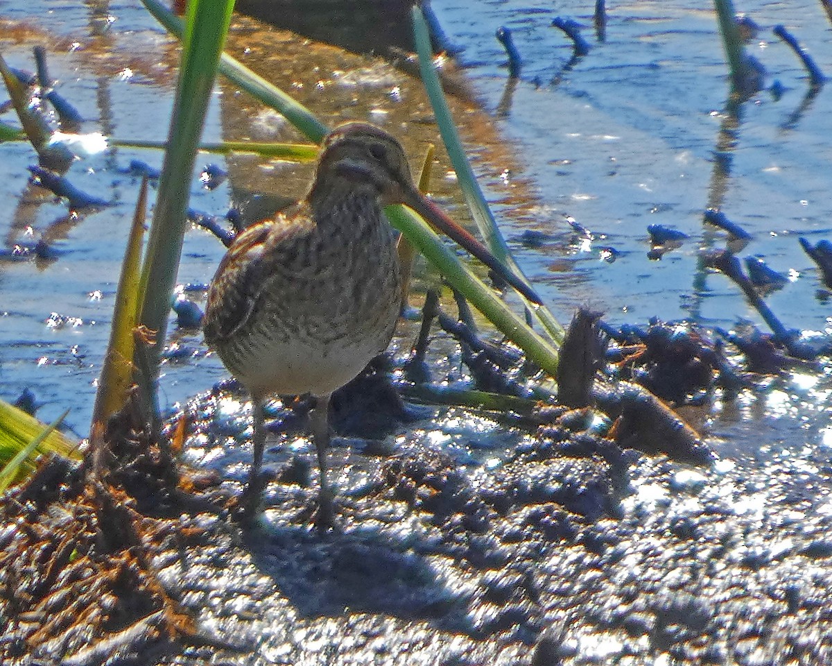 Wilson's Snipe - ML642112743