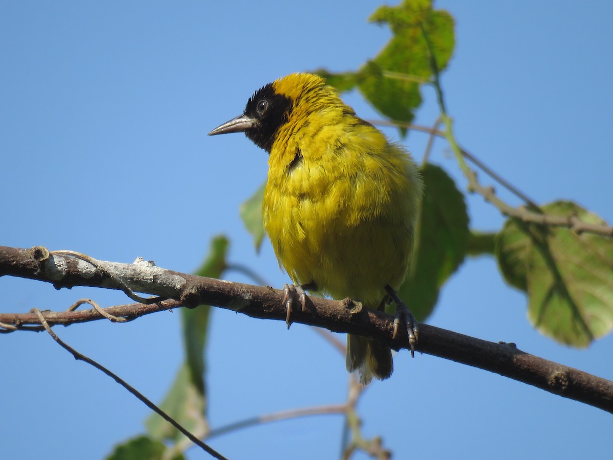 Slender-billed Weaver - ML642112747