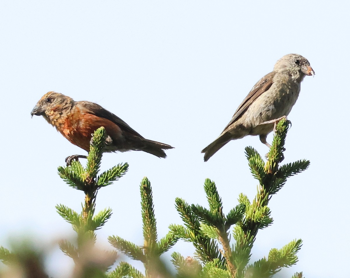 Red Crossbill - ML642112752