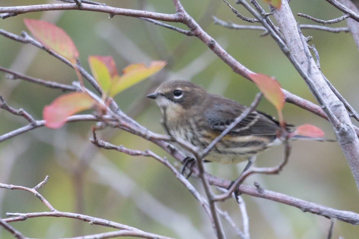 Yellow-rumped Warbler (Myrtle) - ML642112756