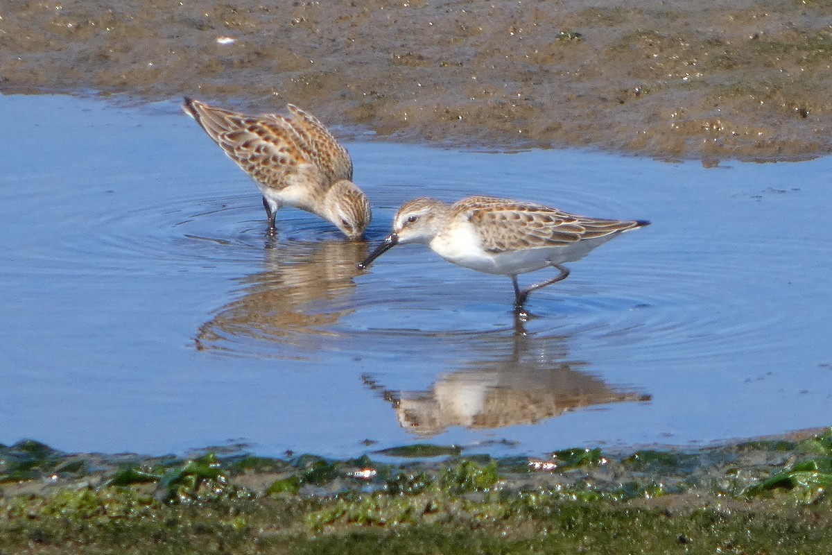 Western Sandpiper - ML642112770