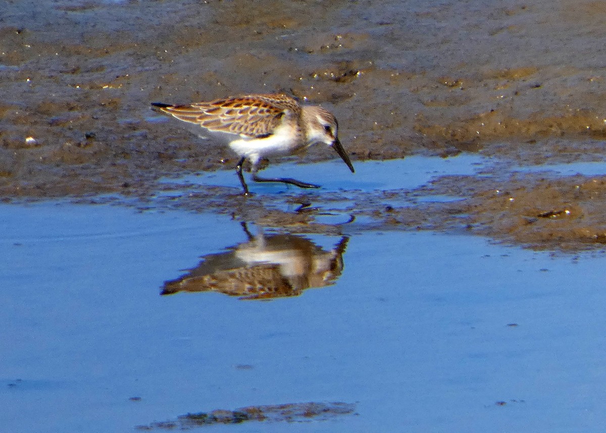 Western Sandpiper - ML642112774