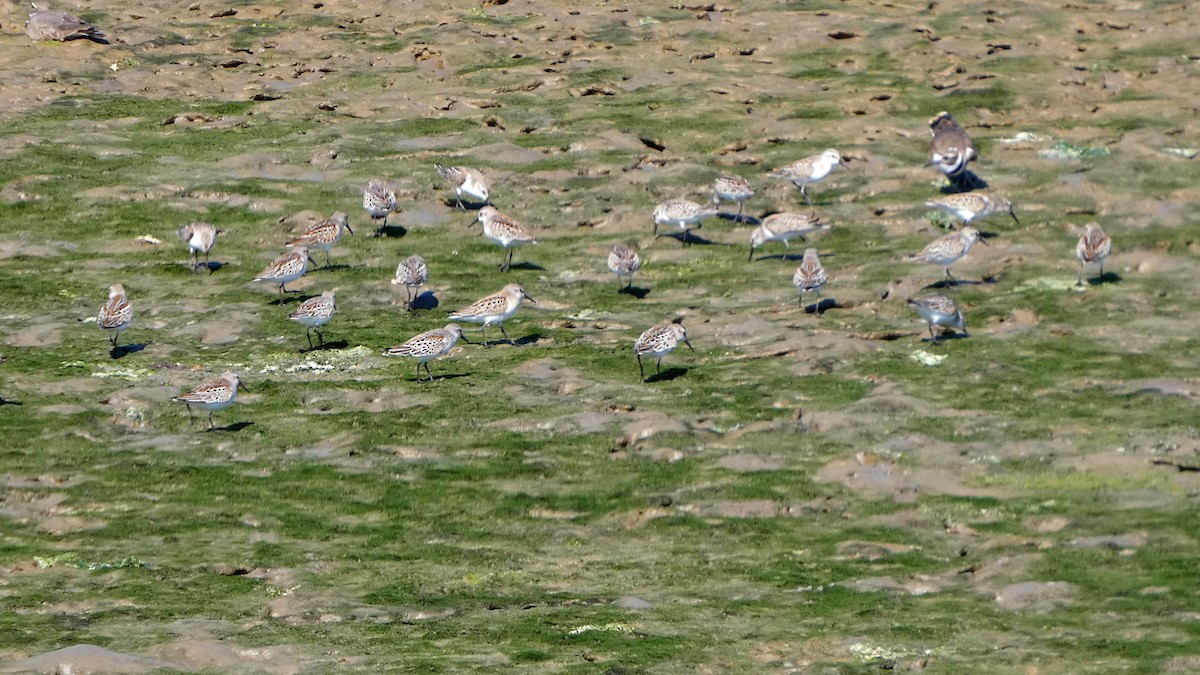 Western Sandpiper - ML642112784