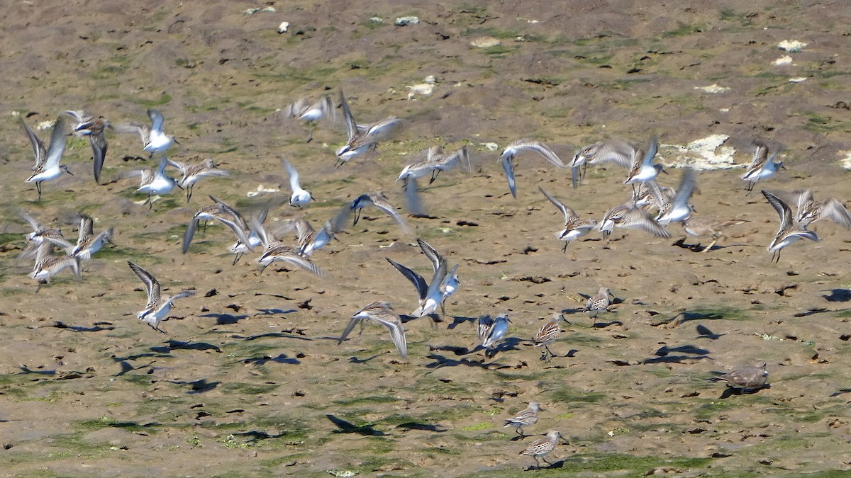 Western Sandpiper - ML642112791