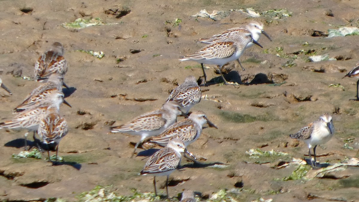 Western Sandpiper - ML642112800