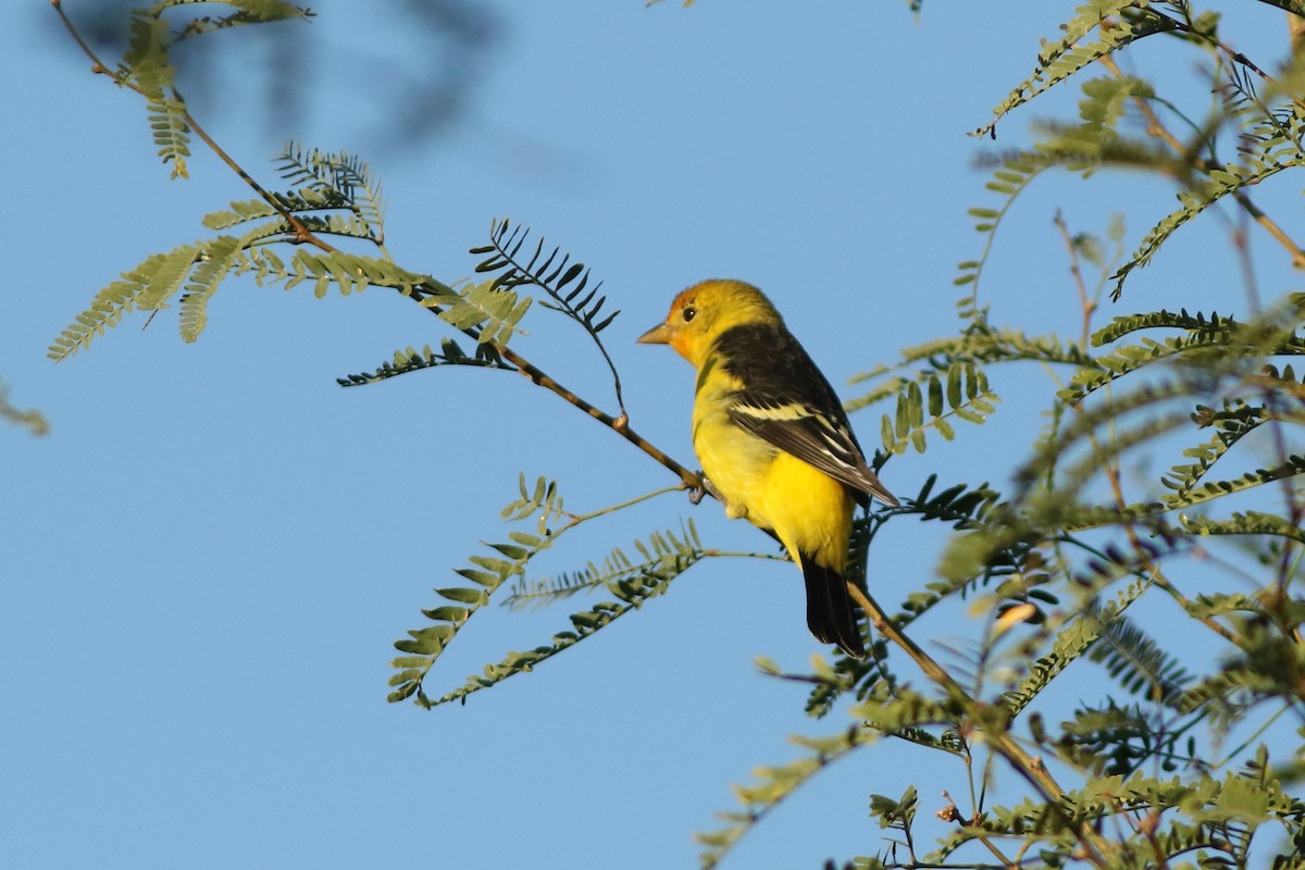 Western Tanager - ML642112805