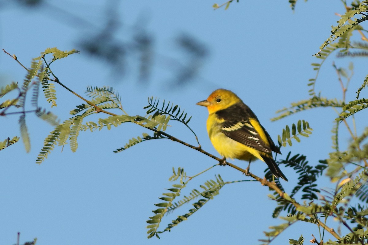 Western Tanager - ML642112806