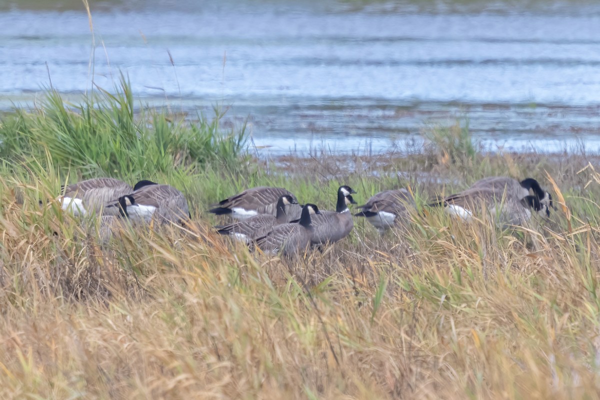 Cackling Goose - ML642112814