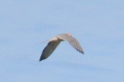 Red-footed Falcon - ML642112815
