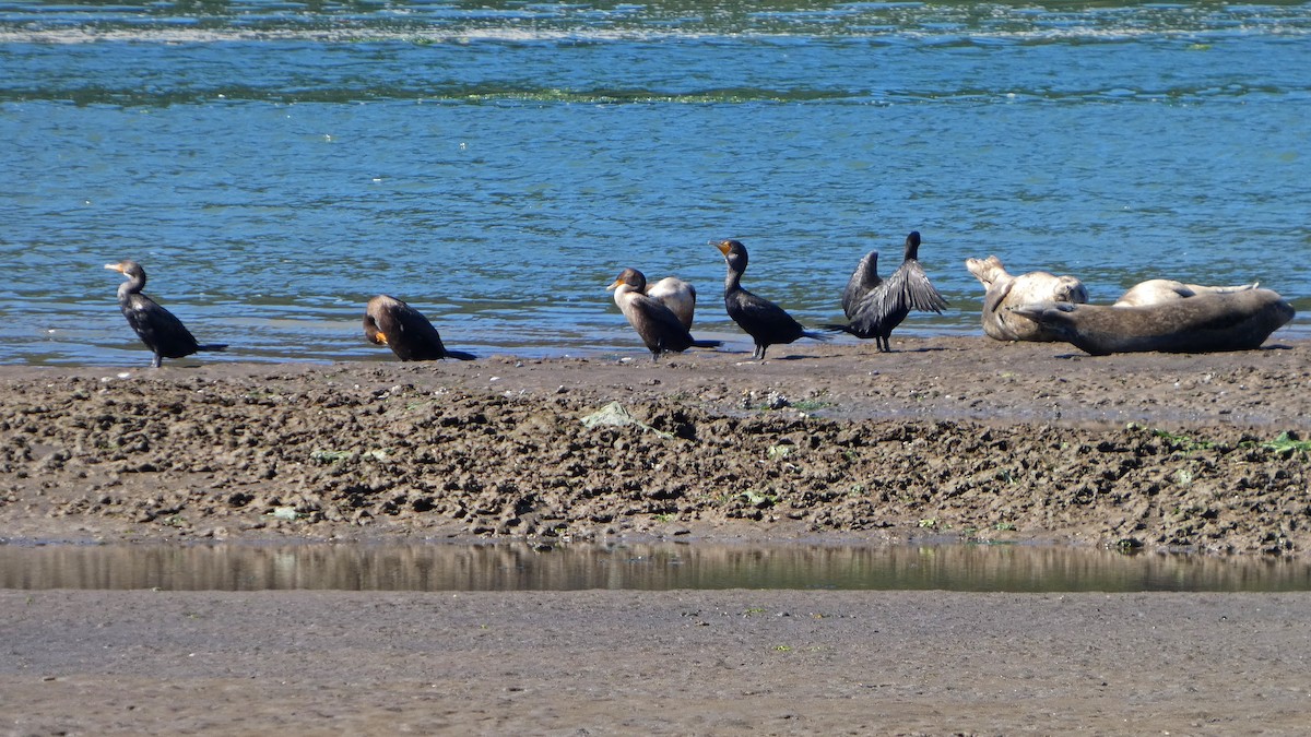 Double-crested Cormorant - ML642112822