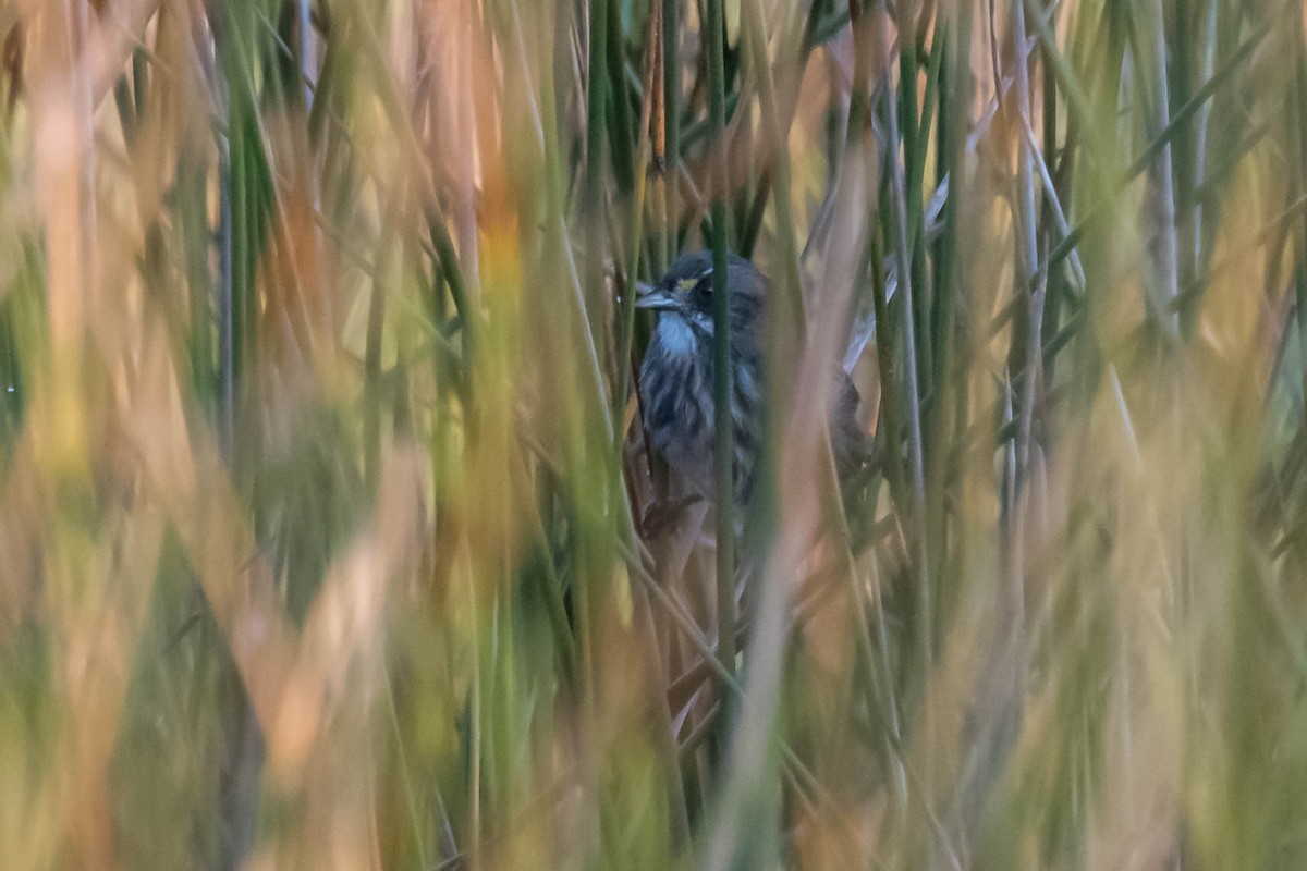Seaside Sparrow (Gulf of Mexico) - ML642112823