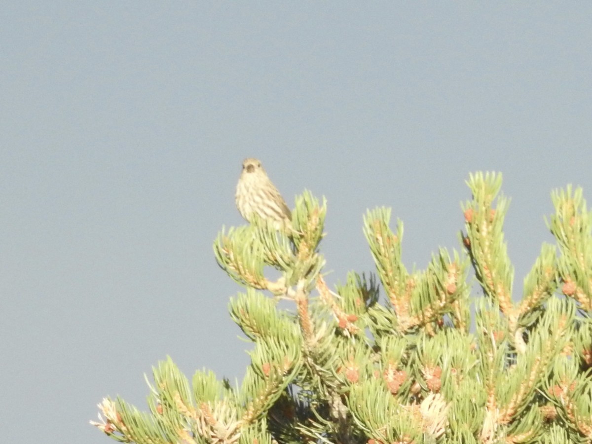 House Finch - ML642112833
