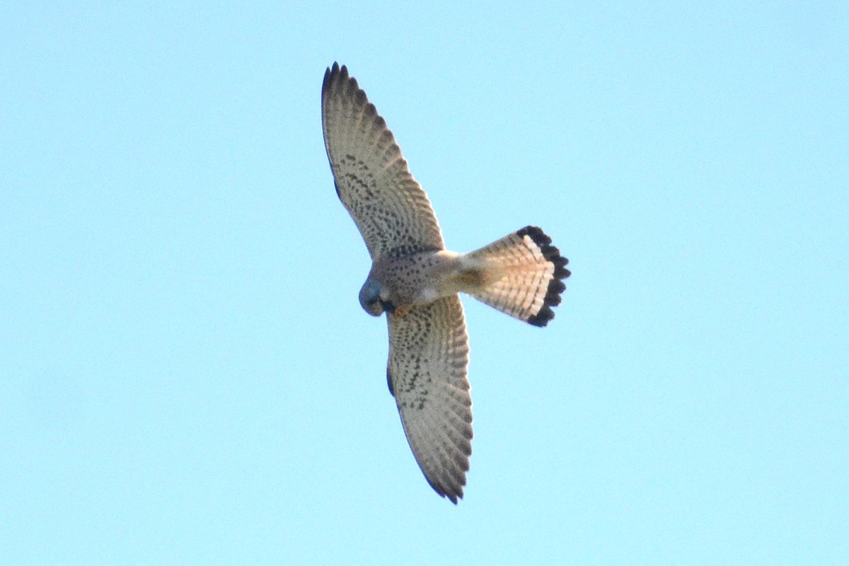 Lesser Kestrel - ML642112838
