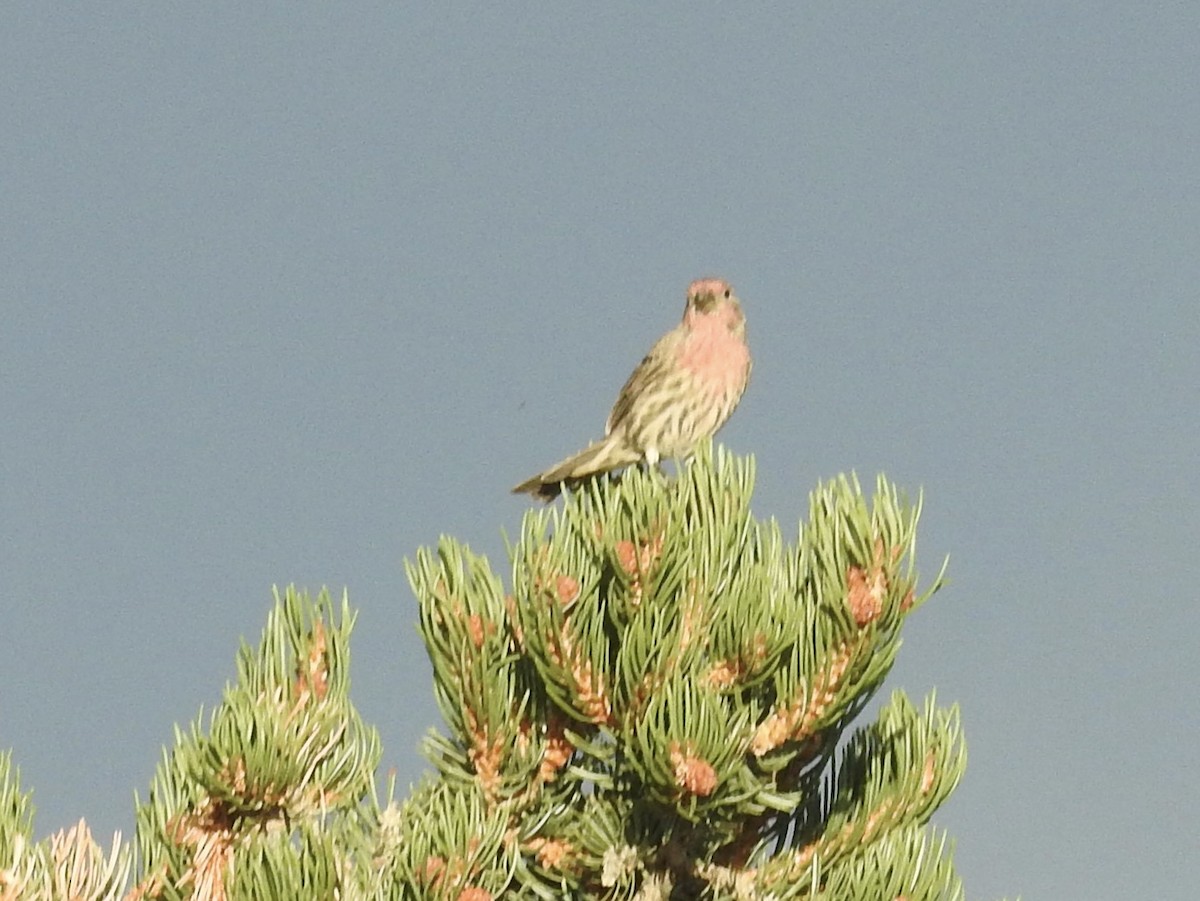 House Finch - ML642112841