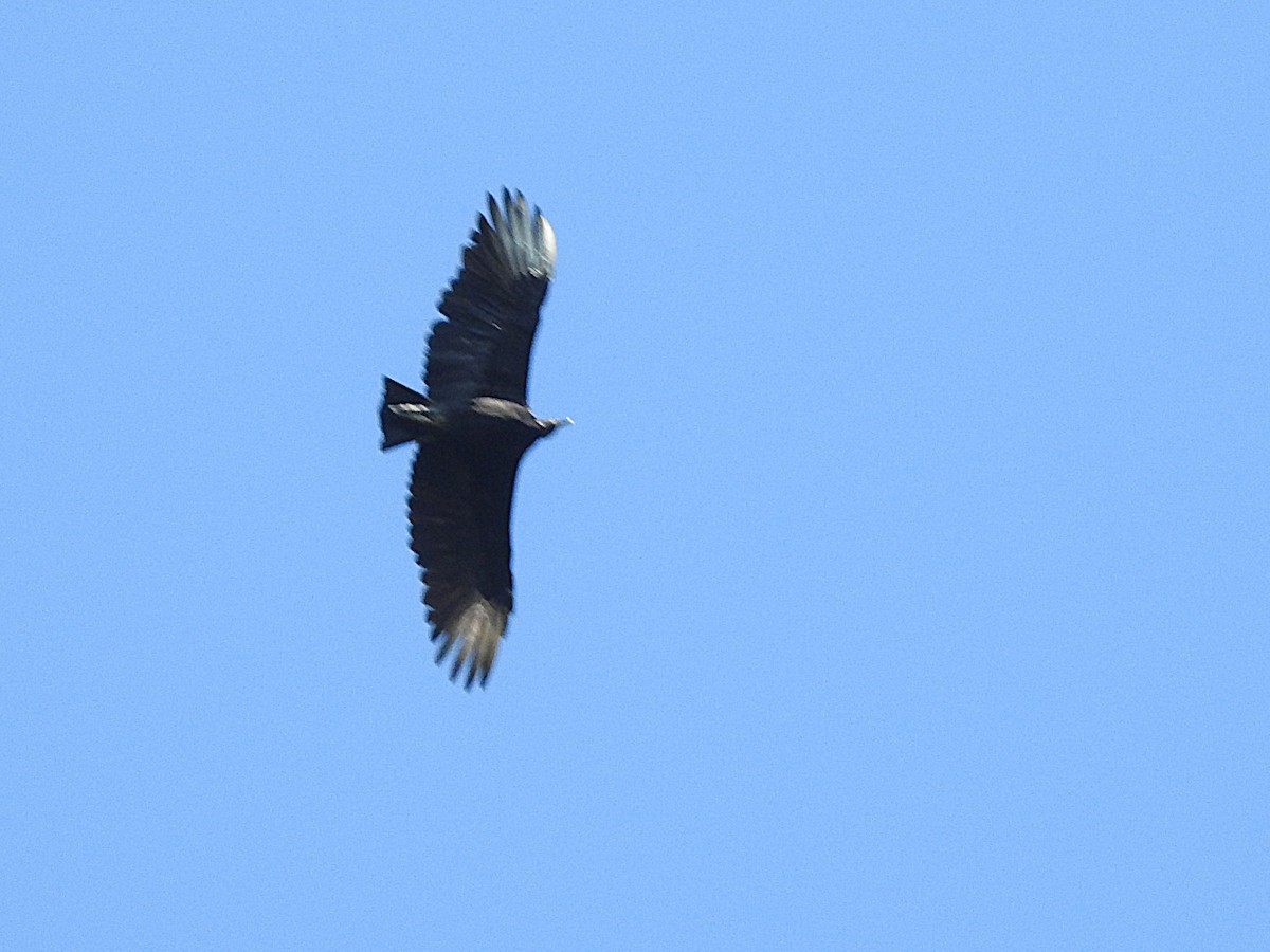 Black Vulture - ML642112857