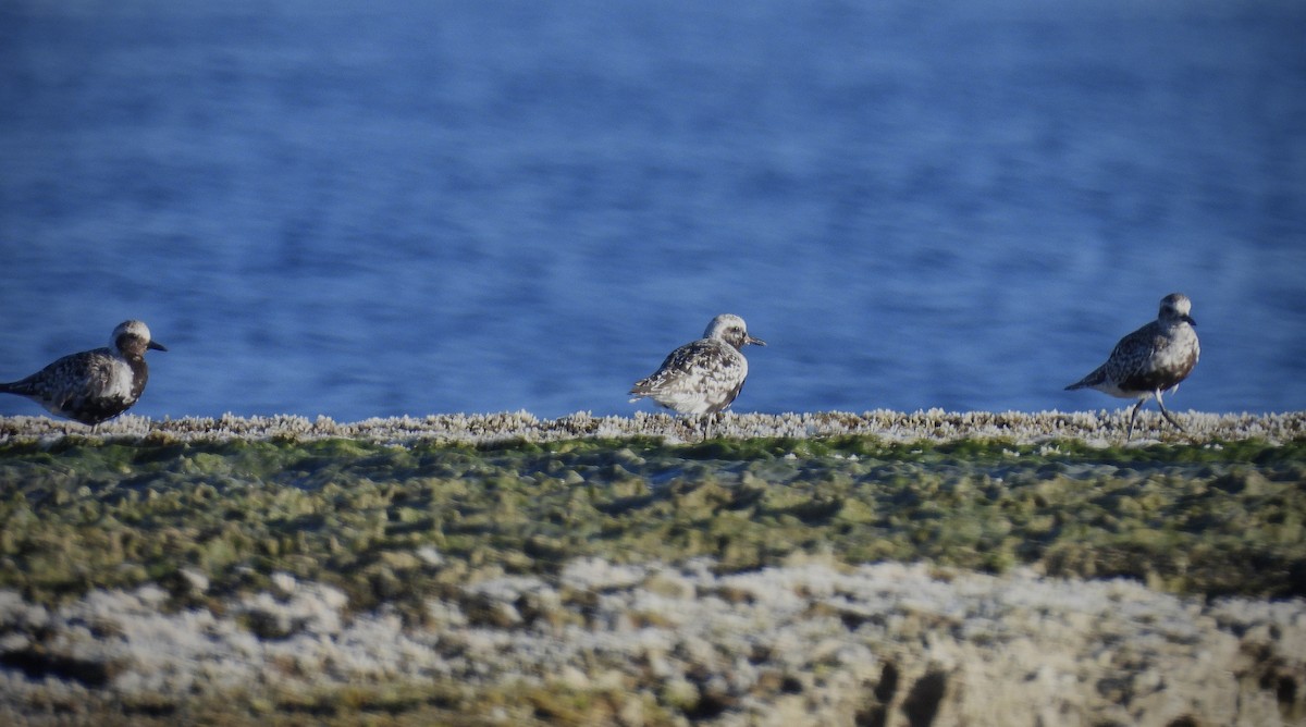 Black-bellied Plover - ML642112860