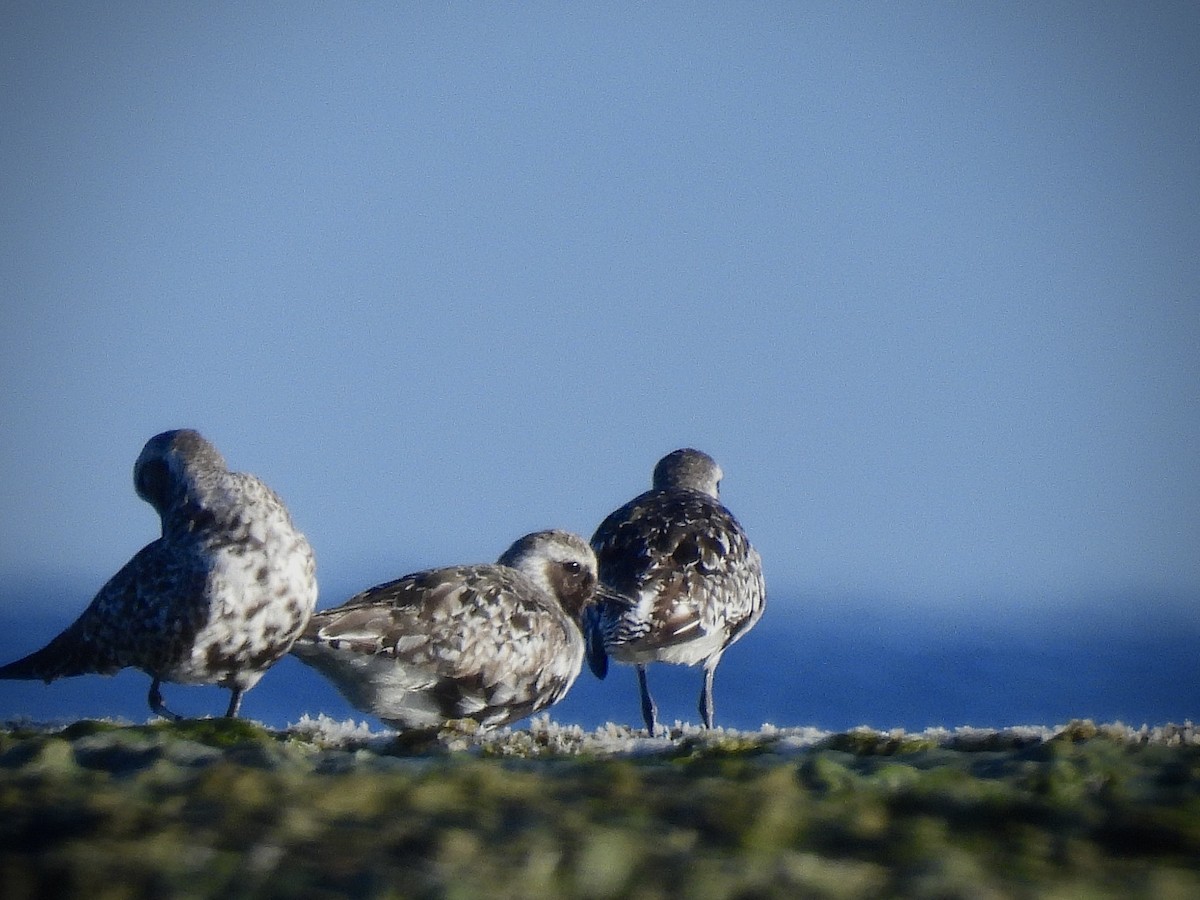 Black-bellied Plover - ML642112861