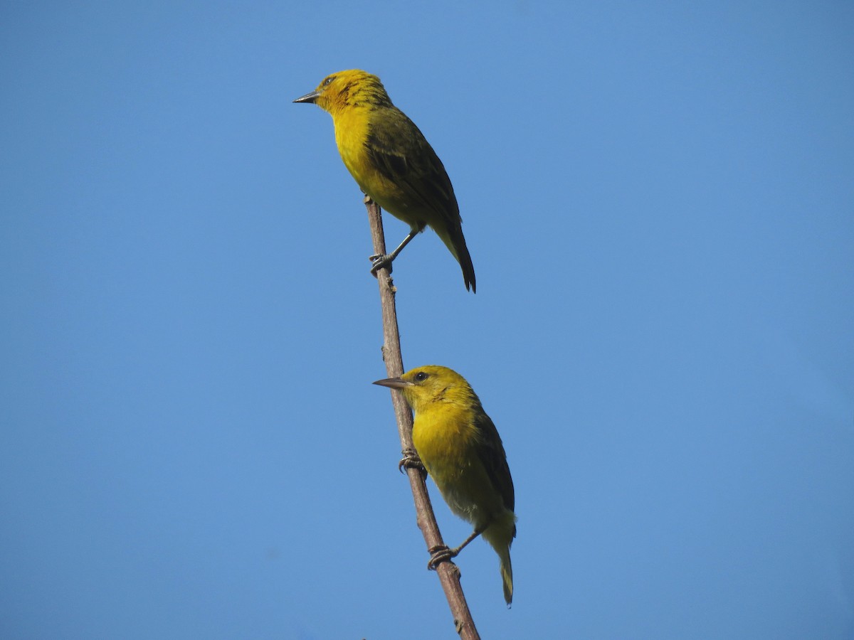 Slender-billed Weaver - ML642112879